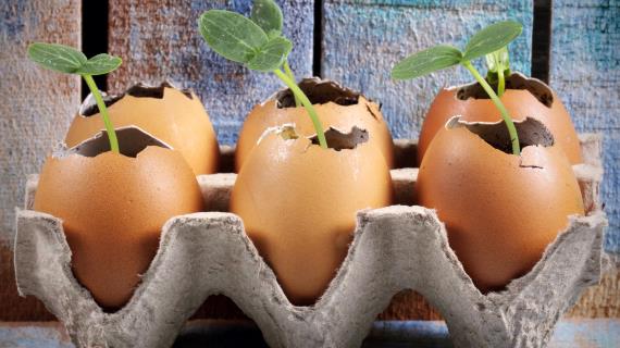 Огурцы в скорлупке !