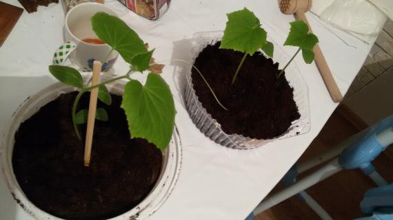 Огурцы на балконе!