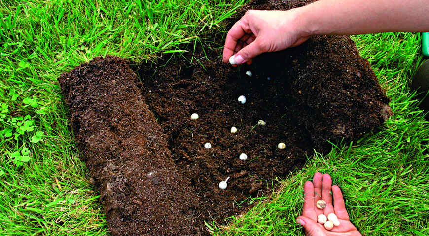 луковичные растения, мускари, крокусы