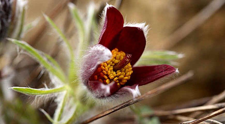 Прострел обыкновенный, Pulsatilla vulgaris