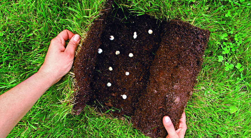 луковичные растения