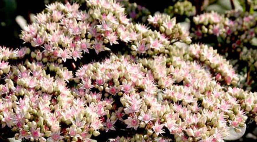 Седум видный, Sedum spectabile