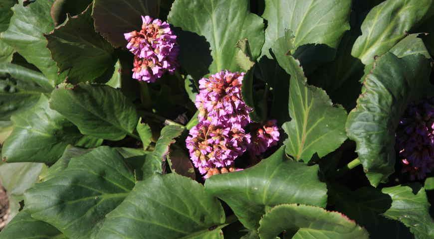 Бадан сердцелистный, Bergenia cordifolia 