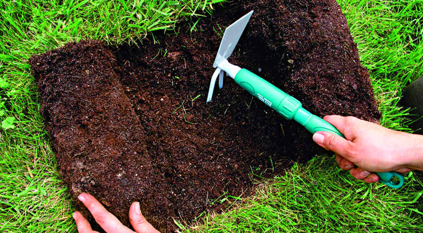 луковичные растения, мускари, крокусы