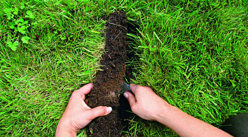 луковичные растения, мускари, крокусы