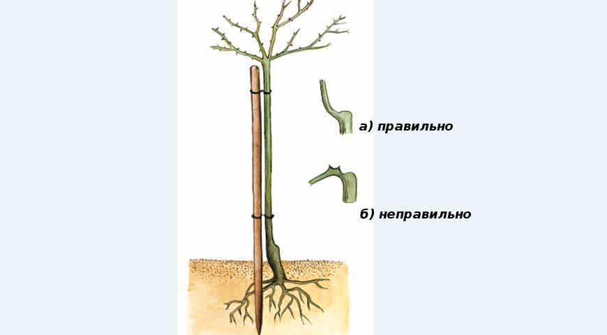 укрытие штамбовой розы