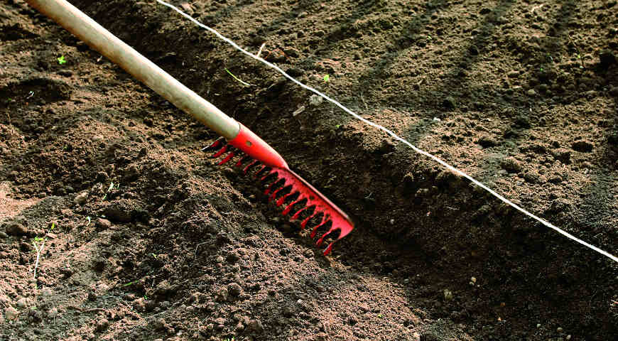 Цветник Цветник