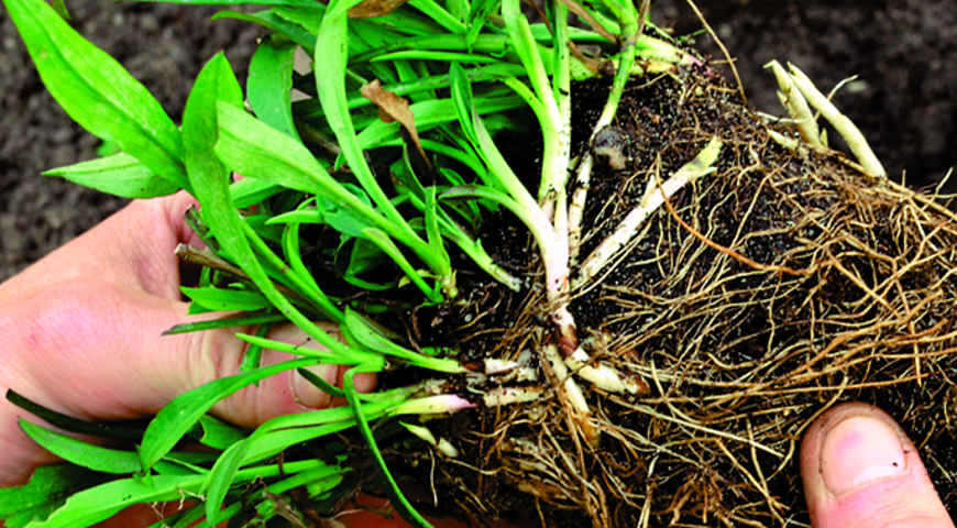 Цветник Цветник