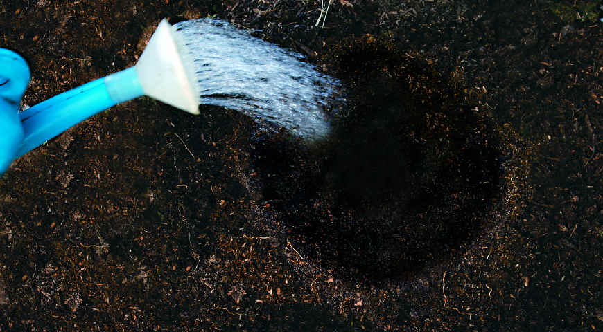 Цветник Цветник