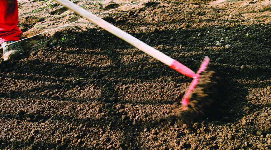 Цветник Цветник