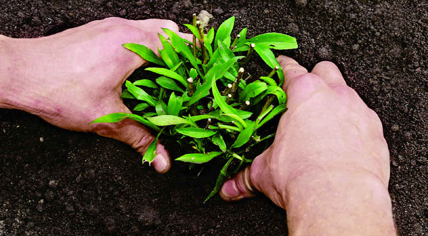 Цветник Цветник