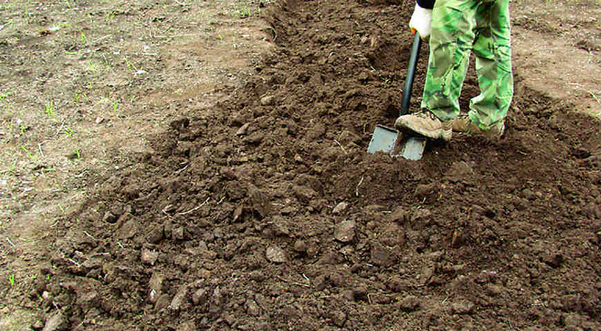 Цветник Цветник