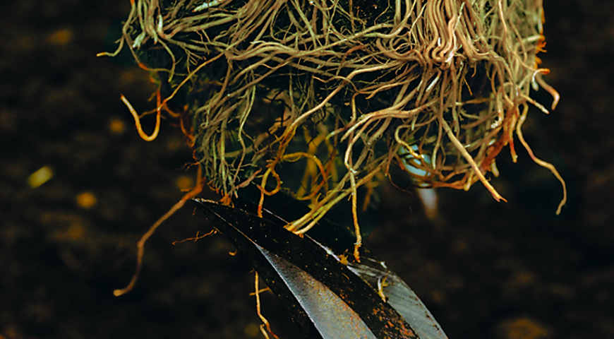 Цветник Цветник