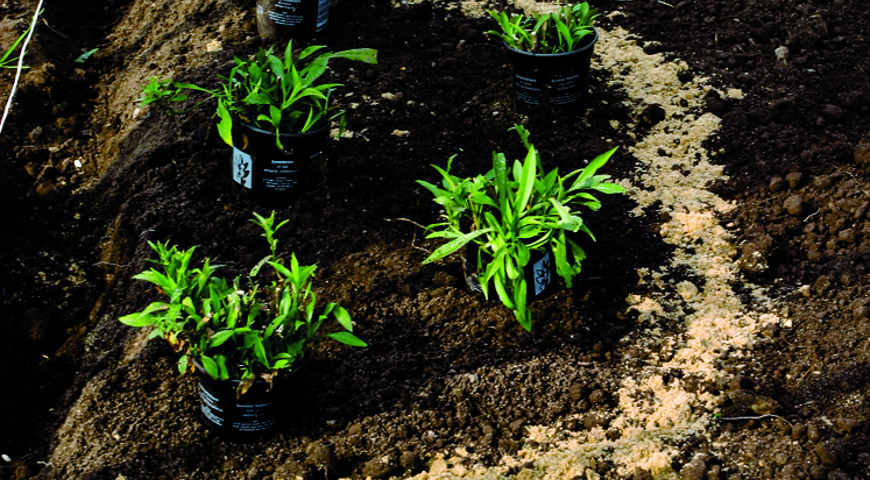 Цветник Цветник