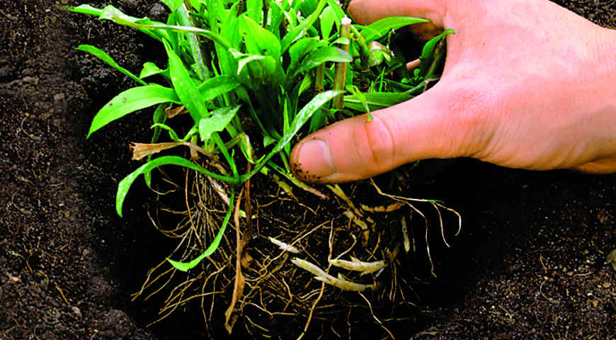 Цветник Цветник