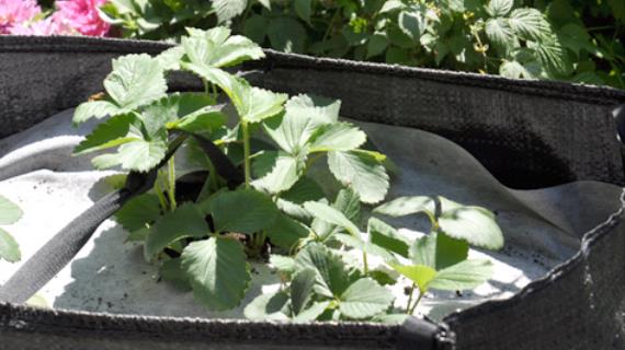 Клубника в июне