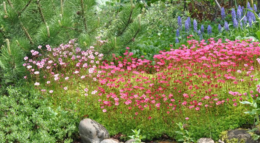 камнеломка, цветник, дизайн сада, многолетники, весна