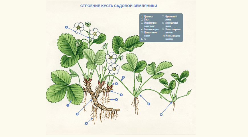 Как сажать клубнику — правильная посадка рассады