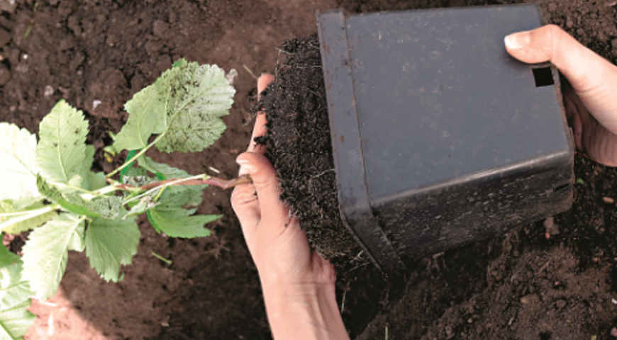 Посадка малины в траншею. Шаг 2