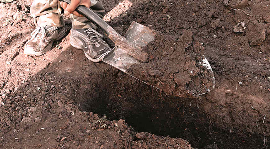 Посадка малины в траншею. Шаг 1