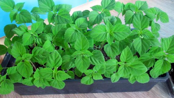 Мои красавицы - сальвии