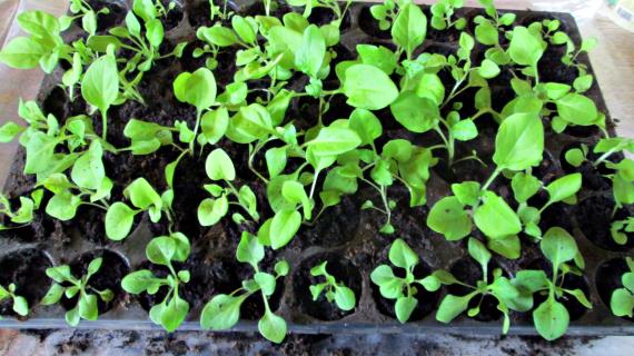 Секреты правильной пикировки петунии