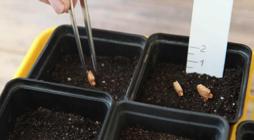 момордика, рассада