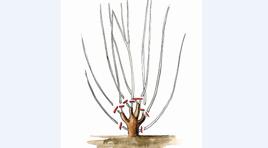 обрезка, обрезка на пень