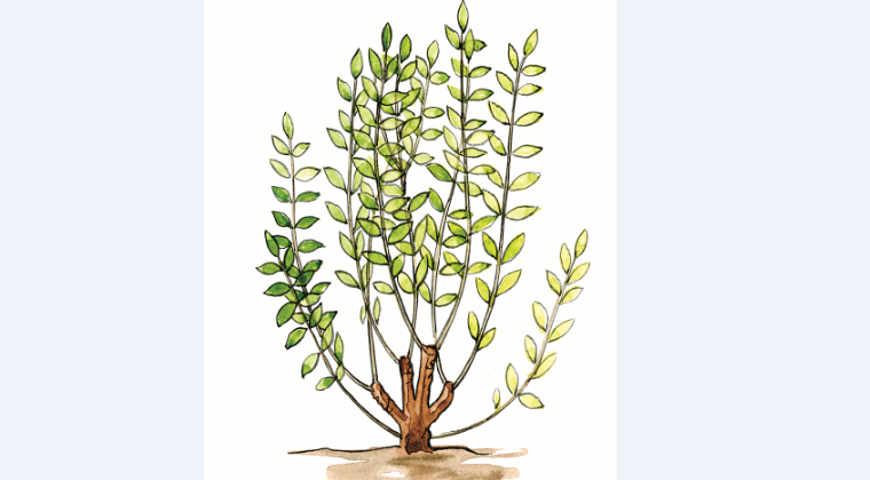 обрезка, обрезка на пень