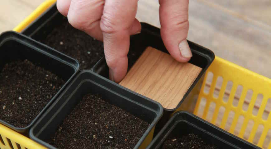 момордика, рассада