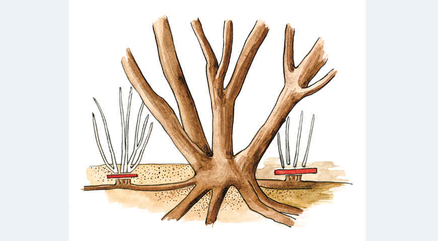 обрезка, обрезка на пень