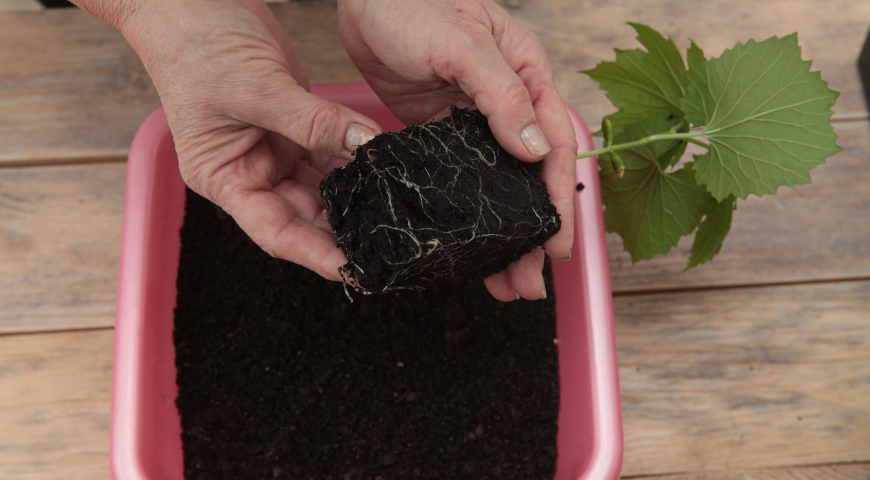 момордика, рассада