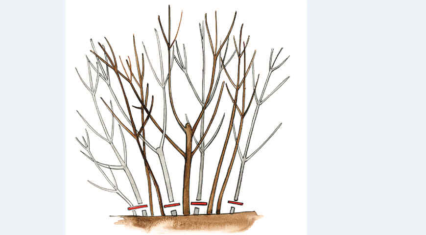 обрезка, обрезка на пень