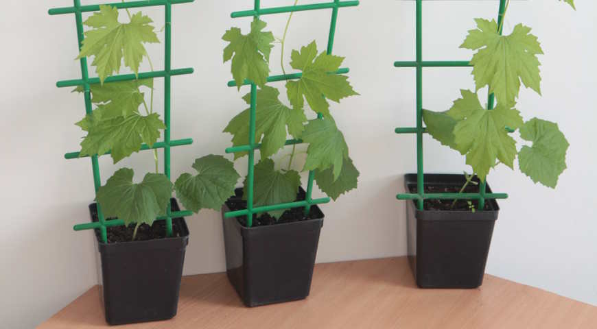 момордика, рассада