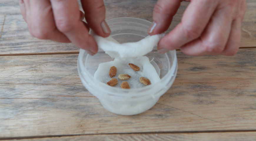 момордика, рассада