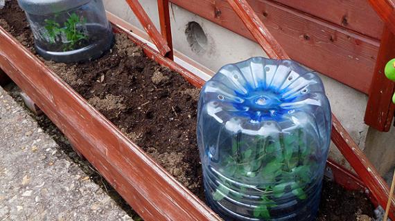 Кобея, высаженная в грунт