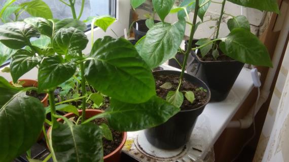 Перцы Богатыри