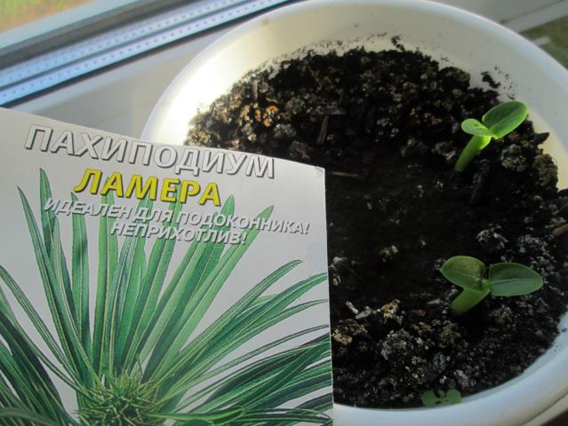 Пахиподиум ламера - необычное растение 