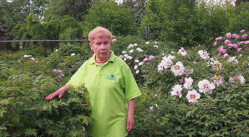 Как посадить древовидный пион