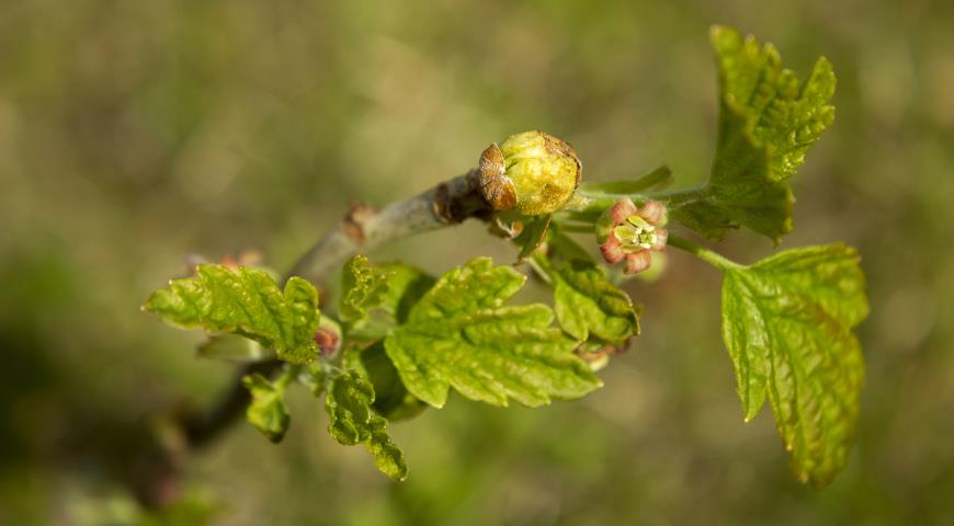 смородиновый почковый клещ, смородинный почковый клещ, Cecidophyopsis ribis 