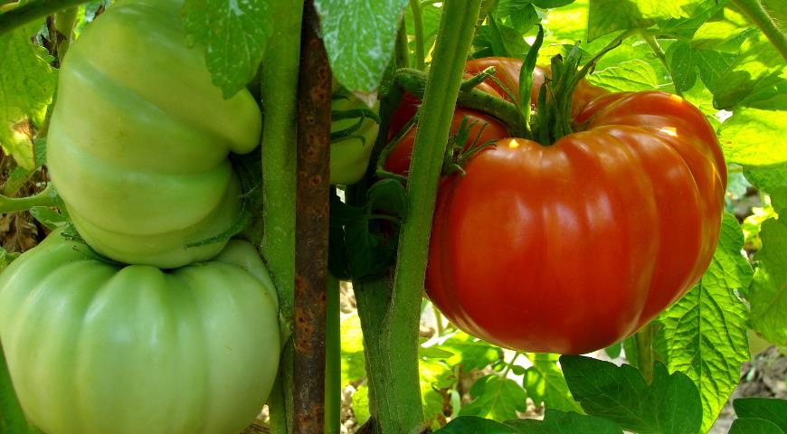 Как вырастить помидор весом 1,5 кг и более? Секреты вращиваниякрупноплодных томатов