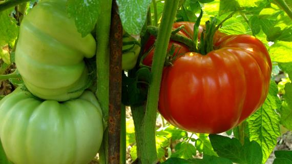 Особенности выращивания крупноплодных томатов (помидоров)