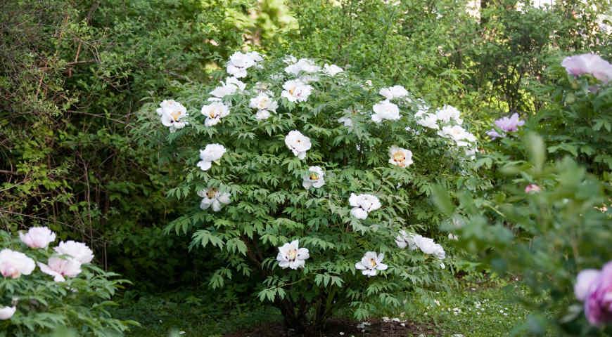 Пион древовидный, Paeonia Suffrutjcosa