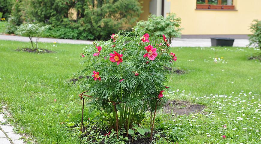 Ботанический сад МГУ, цветение пиона