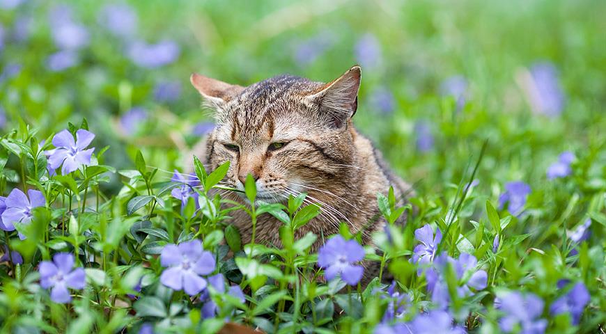 кошка в цветках барвинка