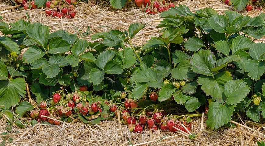 Как вырастить клубнику в любое время года: секреты успешного выращивания