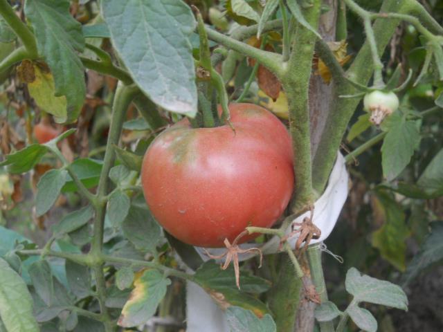 Как правильно выращивать помидоры 
