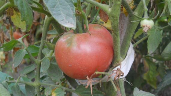 Как правильно выращивать помидоры