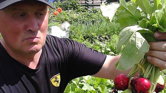 Вот такой урожай редиски у меня!