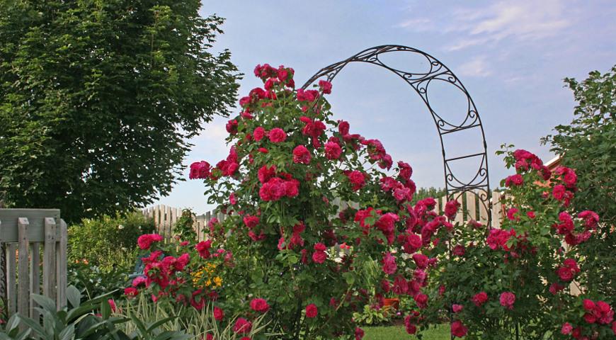 Арка с розами